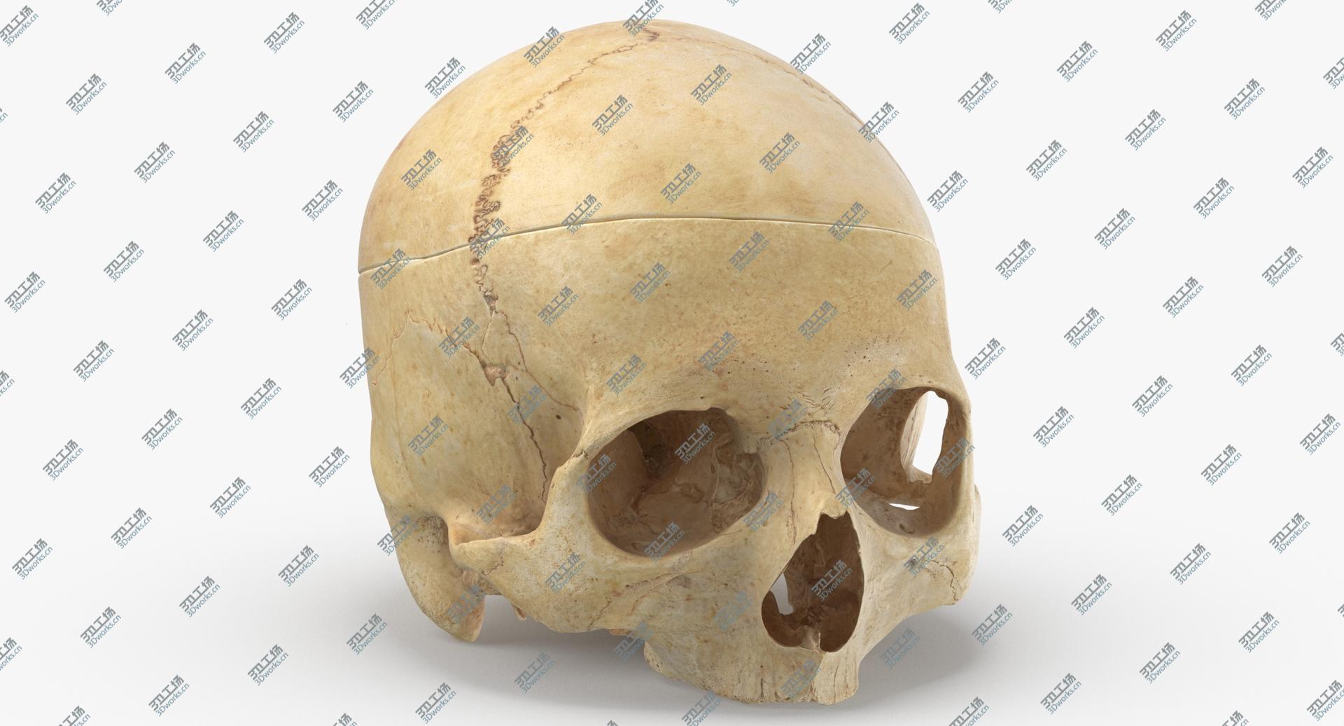 images/goods_img/202104021/3D Real Human Skull Cranial 02 Cut With Piece/1.jpg